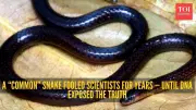 New Snake Species Discovered in Mizoram After 15-Year Wait