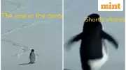 Nihilist Penguin: 20-Year-Old Antarctic Clip Becomes Viral Symbol of Modern Exhaustion