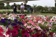 Noida and Greater Noida Gear Up for Annual Flower Shows This February