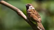 Norwegian Scientists Use Sparrows to Unlock Secrets of Animal Adaptation