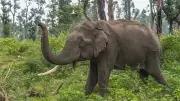 Odisha Forest Officials Cut Elephant Carcass into 32 Pieces, Bury Separately