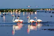 Odisha Plans Rs 2,000 Crore Chilika Lake Restoration with IIT Madras