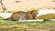 Odisha Youth Survives Leopard Attack by Stabbing Animal with Kitchen Knife