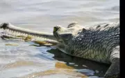 Over 3,000 Gharials Recorded in Ganga Basin Survey, Revealing Uneven Recovery