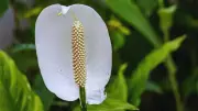Peace Lily Care Guide: Grow This Elegant Air-Purifying Plant at Home