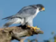Peregrine Falcon Sighted Again in Udanti-Sitanadi Tiger Reserve, Chhattisgarh