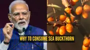 PM Modi Recommends Sea Buckthorn: Himalayan Superfruit with 5 Easy Daily Uses