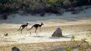 Prehistoric Kangaroo Mobility Reassessed: Giant Species Could Hop, Study Reveals