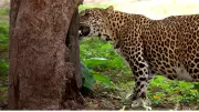 Pune Residents Demand Action as Leopard Sightings Spark Fear Ahead of Civic Polls