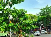 Pune Roads Shut for International Bicycle Race on Monday