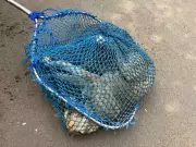 Pune's Dog Roundup for Cycle Rally Sparks Animal Welfare Outcry