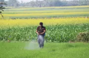 Punjab Agriculture Department Intensifies Crackdown on Fake Pesticides Sold Online