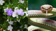 Raat Rani & Snakes: Debunking the Common Garden Myth in India