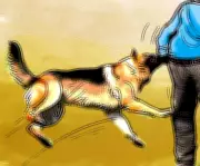 Rabid Dog Attack in Dharwad Leaves Nine Injured, Including 5-Year-Old Boy