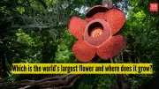 Rafflesia Arnoldii: The World's Largest Single Flower with a Foul Fragrance