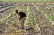 Rain Revives Patiala Fields, But Wind and Hail Threaten Potato and Tomato Crops