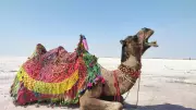 Rann of Kutch: Best Time to Visit and Top Tourist Attractions