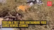 Ranthambore Tiger Breaks Stereotype: Rare Tree-Climbing Moment Captured