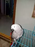 Rare Parrot Vanishes in Andhra Pradesh, Owner Seeks Police Help