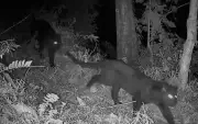 Rare Sighting: Two Melanistic Leopards Captured Together in Kurseong Forest