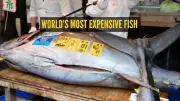 Record ₹29 Crore Bluefin Tuna Sale in Japan's First Auction of 2025