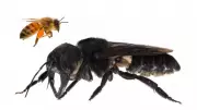 Rediscovering Wallace's Giant Bee: The World's Largest Bee Found in Indonesia