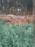 Rogue Elephant Wreaks Havoc in Hazaribag Village, Destroys Crops