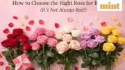 Rose Day Guide: Choose the Perfect Rose Color to Express Your True Feelings