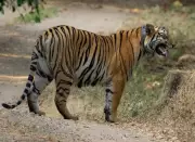 Sahyadri Tiger Reserve Emerges as Major Big Cat Hub with Resident Population