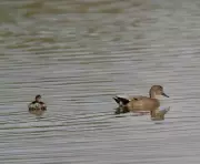 Satara Wetlands Attract Thousands of Migratory Birds, Reveals Asian Waterbird Census 2026