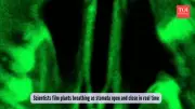 Scientists Capture First Live Video of Plants Breathing Through Leaf Pores
