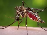 Sindh Reports 103 Fatalities from Mosquito-Borne Illnesses in 2025