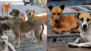 Six Sarpanches Face Charges in Kamareddy for Mass Stray Dog Killings Before Polls