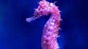 Six Surprising Facts About Seahorses You Probably Didn't Know