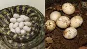 Snake Eggs vs Lizard Eggs: 5 Key Differences for Identification in India