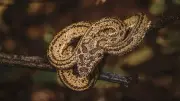 Snakes That Hunt Birds in Trees: Masters of Stealth and Adaptation