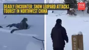 Snow Leopard Attack in Xinjiang: Tourist's Close Encounter Sparks Safety Warnings