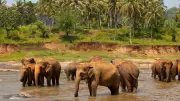 Solar Fences in Jamshedpur Protect 30 Villages from Elephant Herds