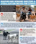 Stray Dog Menace Becomes Key Election Issue in Nagpur Civic Polls