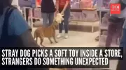 Stray Dog's Heartwarming Toy Choice in Mexico Store Goes Viral
