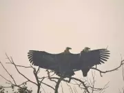 Sundarbans Bird Festival Records 31,000 Sightings, White-Rumped Vulture Returns