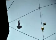 Surat's Deadly Kite Strings Still Threaten Lives Days After Uttarayan