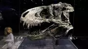 T. rex Took 40 Years to Reach Full Size, New Study Reveals