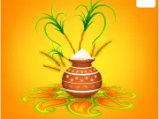 Thai Pongal 2026: A Four-Day Harvest Festival Celebrating Sun and Cattle