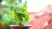 The Sacred Evening Ritual: Lighting Diya Under Tulsi Plant in Hindu Homes