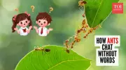 The Silent Symphony: How Ants Communicate Without Voices