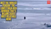 The Viral 'Nihilist Penguin' Meme: Why a Penguin's 'Death March' Resonates Globally