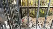 Third Leopard Captured in Nainital Within a Week, Villagers Relieved