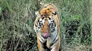 Tiger Attacks Spark Fear in Telangana's Yadadri Bhongir District