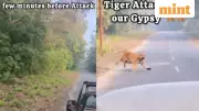 Tiger Charges at Safari Gypsy in Jim Corbett, Viral Video Sparks Safety Debate